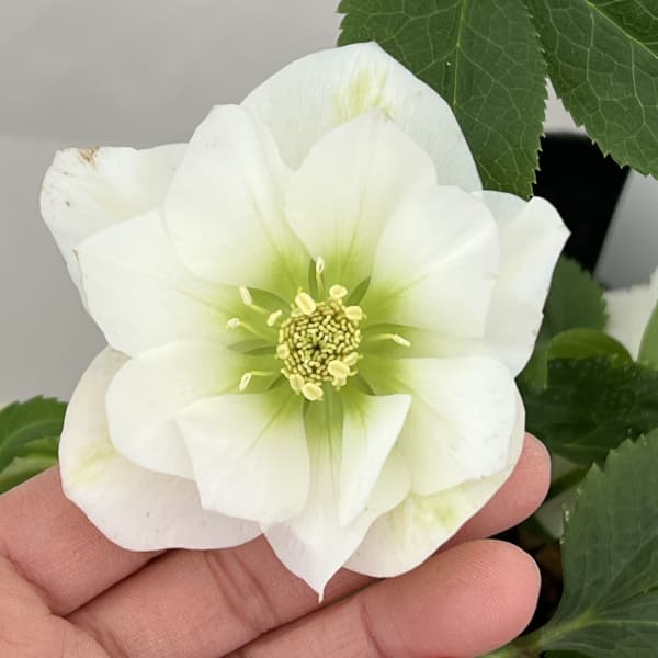 園芸ネット本店｜曽田園芸さんのクリスマスローズ：26-23冬牡丹4号