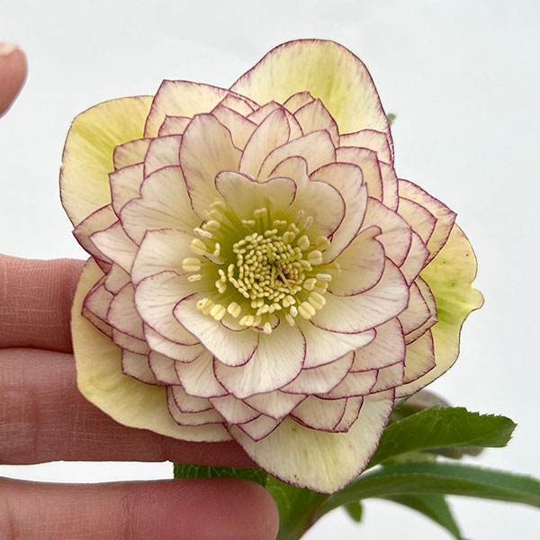 園芸ネット本店｜細川さんのクリスマスローズ：ダブル26-32／4号ポット