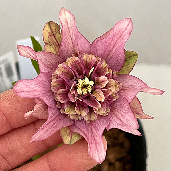 園芸ネット本店｜吉田園芸さんのクリスマスローズ：ヒデコート