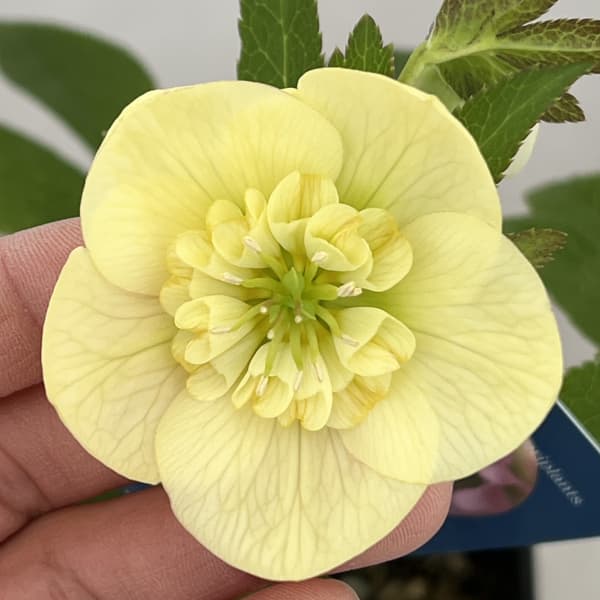 園芸ネット本店｜クリスマスローズ：ベーシックダブル（セミダブル）26