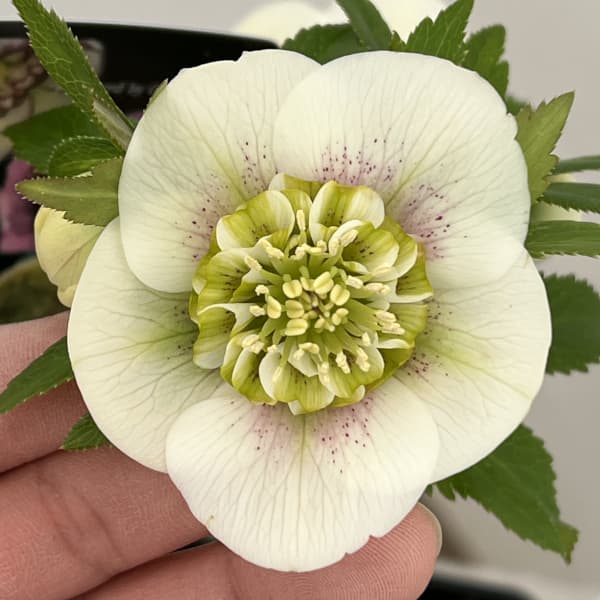 園芸ネット本店｜クリスマスローズ：セレクトセミダブル26-41／1.5L