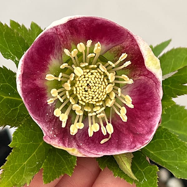 園芸ネット本店｜大和園さんのクリスマスローズ：26-03パステリッシュ