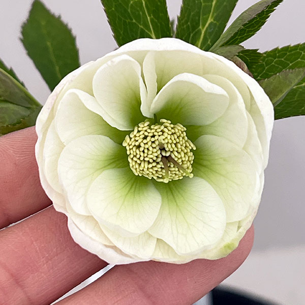 園芸ネット本店｜大和園さんのクリスマスローズ：26-08ダブル／4.5号