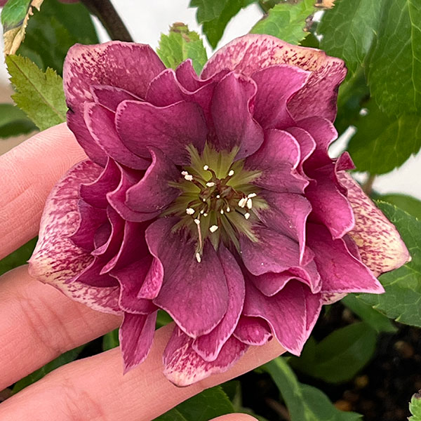 園芸ネット本店｜クリスマスローズ：ベルギー育種 ダブルレッド