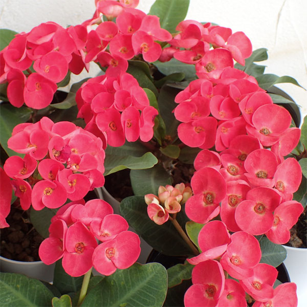 園芸ネット本店｜ハナキリン：八福神 達磨太師 4号鉢入り の通販【公式】