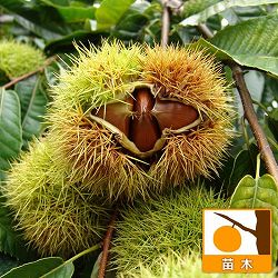 園芸ネット本店｜クルミ：信濃クルミ（しなのくるみ）実生苗4.5号