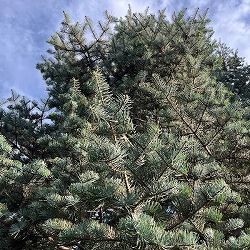 園芸ネット本店｜カナダトウヒ：ペンデュラ7号ポット の通販【公式】