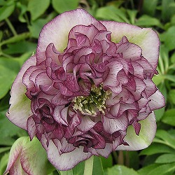 園芸ネット本店｜クリスマスローズ：*ブラックパール5号鉢 の通販【公式】