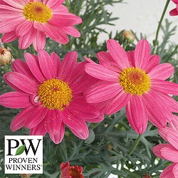 園芸ネット本店｜マーガレット：シンプリーコーラル3号ポット の通販