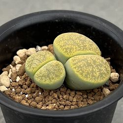 園芸ネット本店｜ハオルチア：ホワイトフォックス 2.5号鉢植え の通販