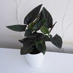 園芸ネット本店｜アンスリウム：フーケリー 7号鉢植え の通販【公式】