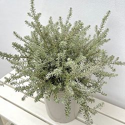 園芸ネット本店｜ユッカ：グロリオサ バリエガータ 8号鉢植え の通販