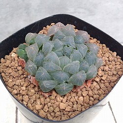 園芸ネット本店｜ハオルチア：ウルフゼブラNS-1×フェアリー 2.5号角