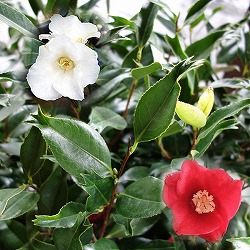 園芸ネット本店｜ツバキ：金魚葉椿（キンギョバツバキ）白系花4号