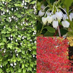 園芸ネット本店｜[送料無料]ドウダンツツジ3.5号ポット 20株セット の