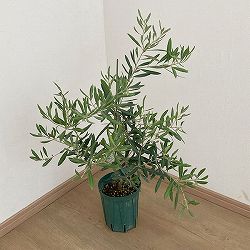 園芸ネット本店｜オリーブ：ミッション 8号鉢植え* の通販【公式】