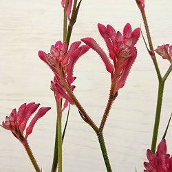 園芸ネット本店｜カンガルーポー の商品一覧【公式】