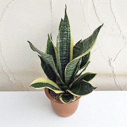 園芸ネット本店｜サンセベリア：フローズンローズ 2.5号鉢植え の通販