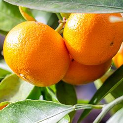 園芸ネット本店｜ミカン：温州みかん うえのわせ（上野早生）4-5号