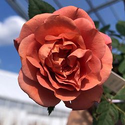 園芸ネット本店｜バラの苗 の商品一覧 【公式】