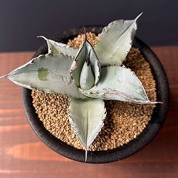 園芸ネット本店｜[送料無料]アガベ：オテロイ（チタノタ FO-076）5号