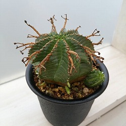 園芸ネット本店｜ユーフォルビア：ゴイサナ 3号 の通販【公式】