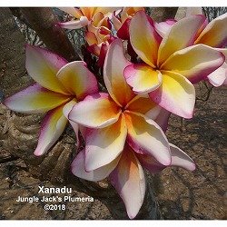 園芸ネット本店｜プルメリア：CS3・5号鉢植え の通販【公式】