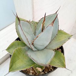 園芸ネット本店｜[送料無料]アガベ：オテロイ（チタノタ FO-076）5号