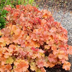 園芸ネット本店｜ヒューケラ の商品一覧【公式】