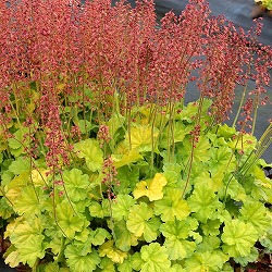 園芸ネット本店｜ヒューケラ の商品一覧【公式】