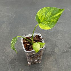 園芸ネット本店｜モンステラ：デリシオーサ イエローマリリン 5号