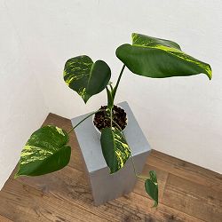 園芸ネット本店｜モンステラ：ディセラータ バールマルクスフレーム 8