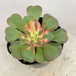 園芸ネット本店｜アエオニウム：メデューサ錦 3号ポット の通販【公式】