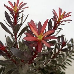 園芸ネット本店｜×リューカデンドロン：ファイヤーグロー4号ポット の