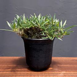 園芸ネット本店｜パキポディウム：グラキリス 綴化 3号鉢24-01 の通販