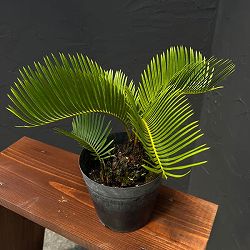 園芸ネット本店｜ソテツ（蘇鉄）3.5号 の通販【公式】