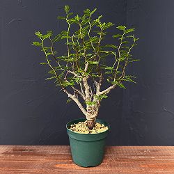 園芸ネット本店｜センナ：メリディオナリス 3号25-07 の通販【公式】