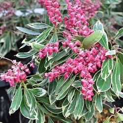 園芸ネット本店｜アセビ の商品一覧【公式】