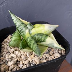 園芸ネット本店｜the Farm UNIVERSAL ファームユニバーサルセレクト