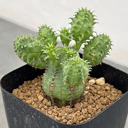 園芸ネット本店｜ハオルチア：マリン錦（オブツーサ交配美種）2.5号