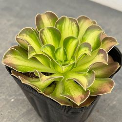 園芸ネット本店｜アエオニウム：ハロウィン錦 3.5号ポット の通販【公式】