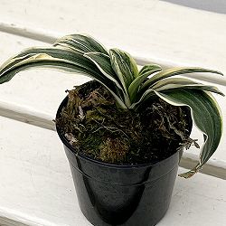 園芸ネット本店｜オモト（万年青）：麟晃冠（りんこうかん） 2.5号鉢