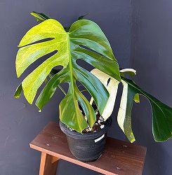 園芸ネット本店｜モンステラ：デリシオーサ レガシー 5号25-01 の通販