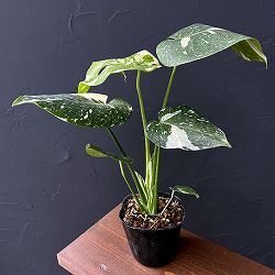 園芸ネット本店｜モンステラ：デリシオーサ レガシー 5号25-01 の通販