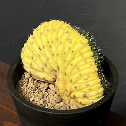 園芸ネット本店｜トリコセレウス の商品一覧【公式】