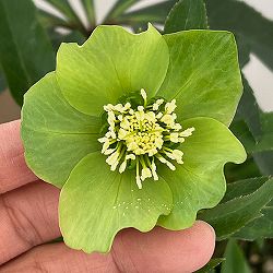 園芸ネット本店｜花郷園さんのクリスマスローズ：25-36パピエ ノワール