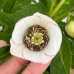 園芸ネット本店｜若泉ファームさんのクリスマスローズ：25-32