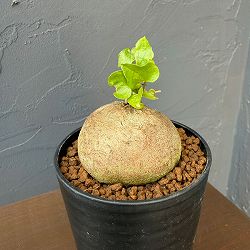 園芸ネット本店｜観葉植物:塊根植物コーデックス の商品一覧 【公式】