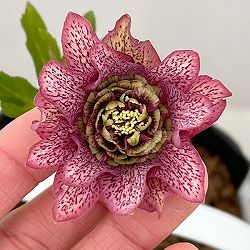 園芸ネット本店｜吉田園芸さんのクリスマスローズ：ピエラセミダブル26