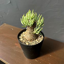 園芸ネット本店｜ザ・ファームユニバーサル オンライン:希少塊根植物